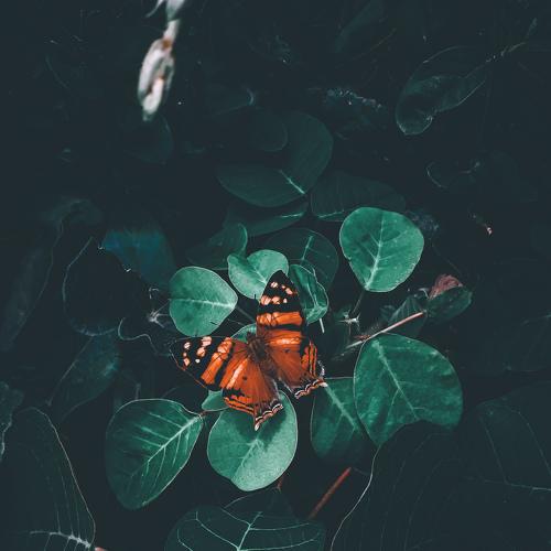 Photo #3566282
