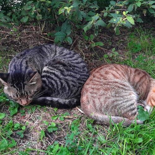 Photo #3566925
