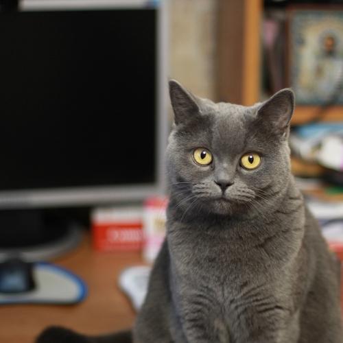 Photo #3566941