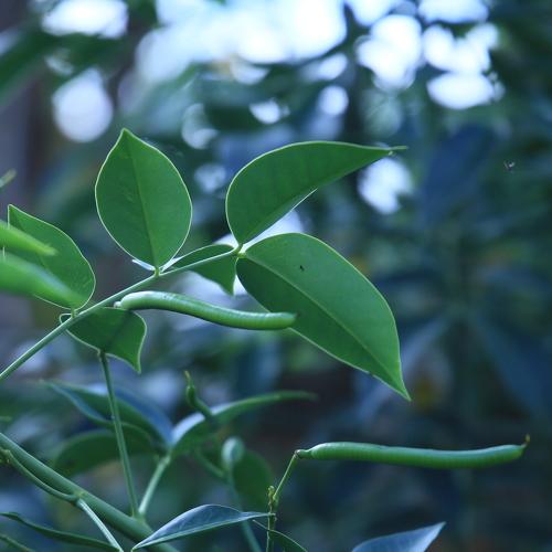 Leafy