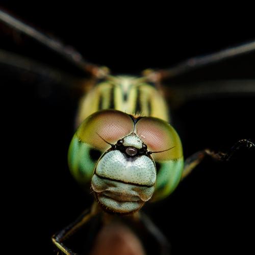 Photo #3567421