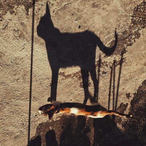 Photo #3569234