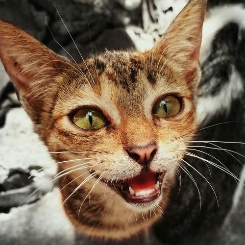 Photo #3569260