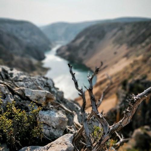Dead tree