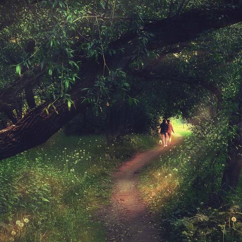 Forest journey
