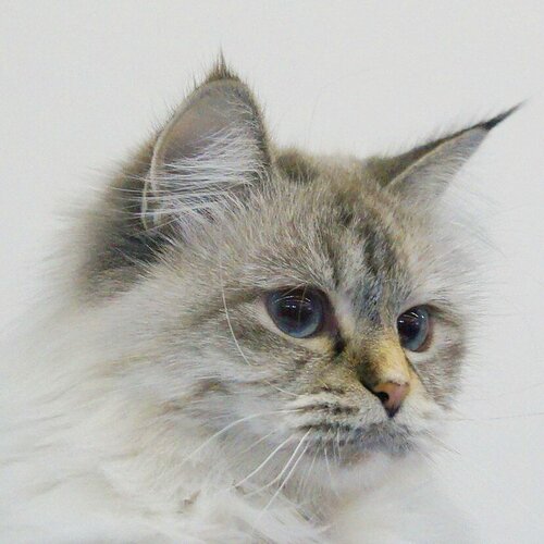 Photo #3569850