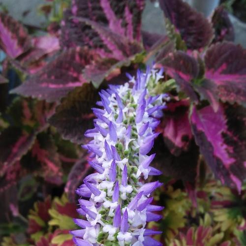 Photo #3570081