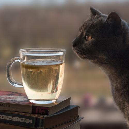 Cat's tea party