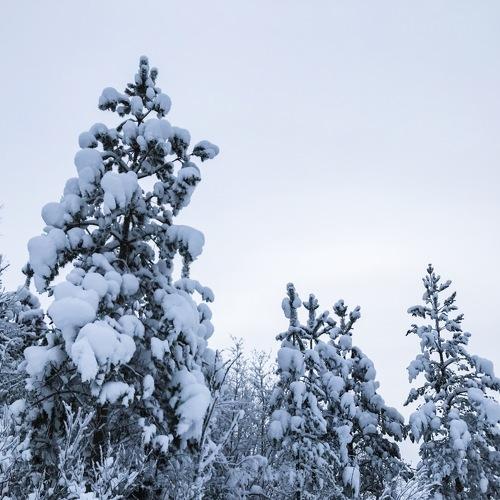 Photo #3571241
