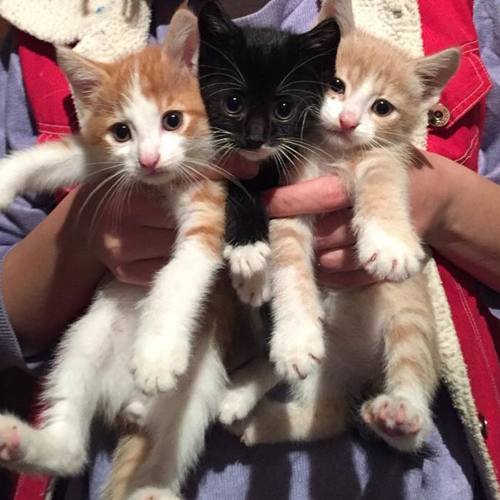 Photo #3571370