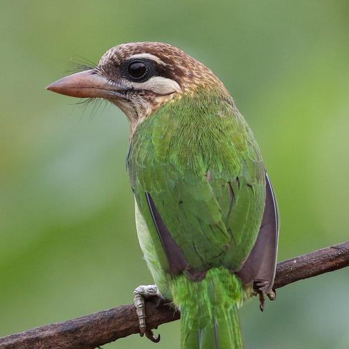 Tha barbet