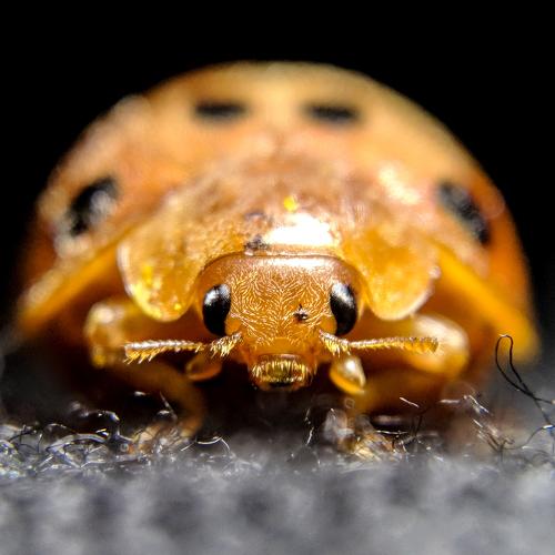 Turtle Bug
