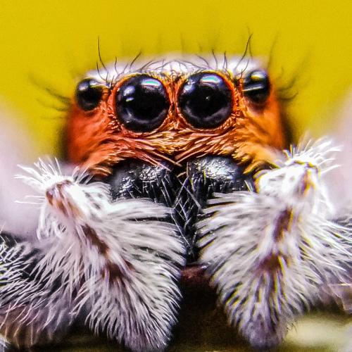 Cute Eyes