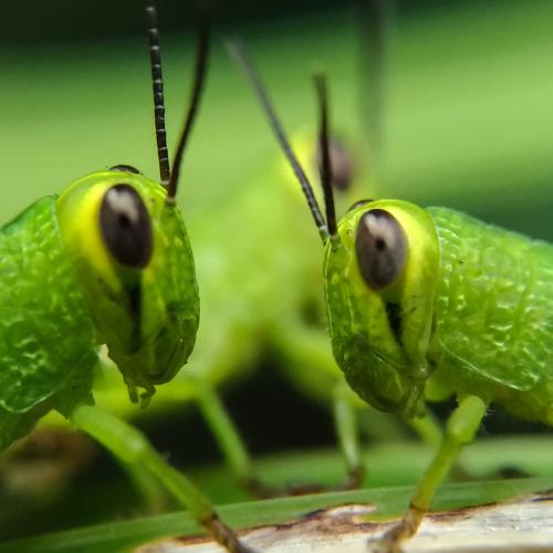 Eye to eye
