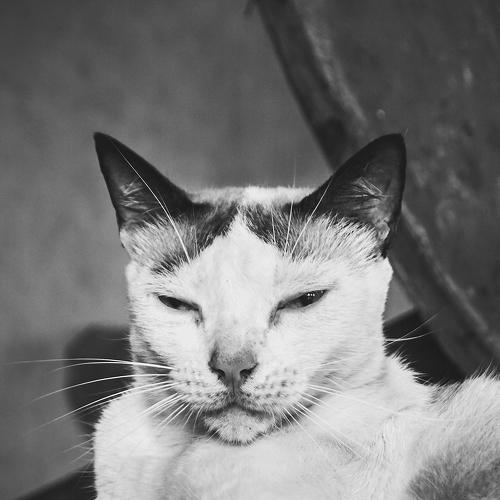 Photo #3572300