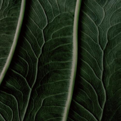 Taro leaves