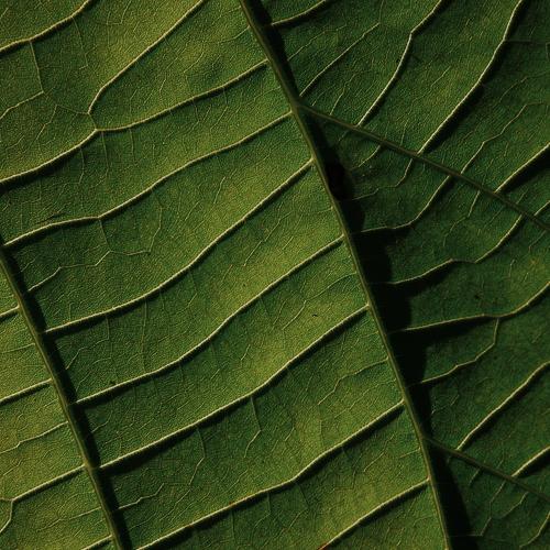 Leaf veins