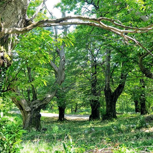 Chestnut forest