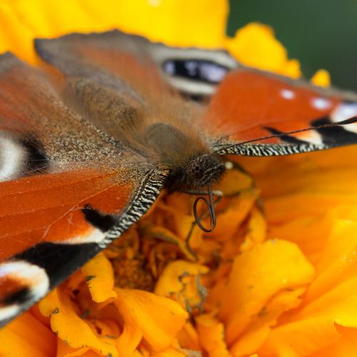 Photo #3573347