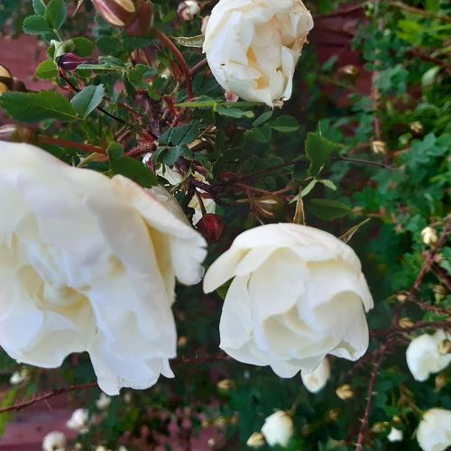 Photo #3574913
