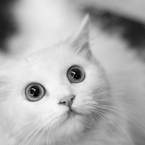 Photo #3575182