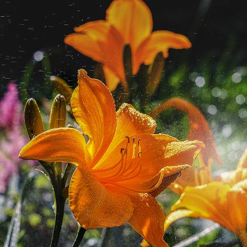 Photo #3575976