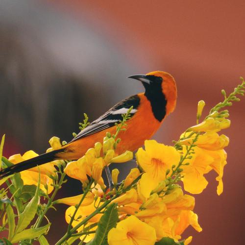 Colorful Bird