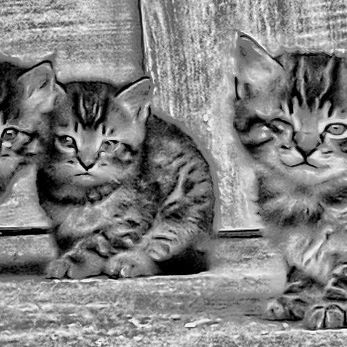 Photo #3576449