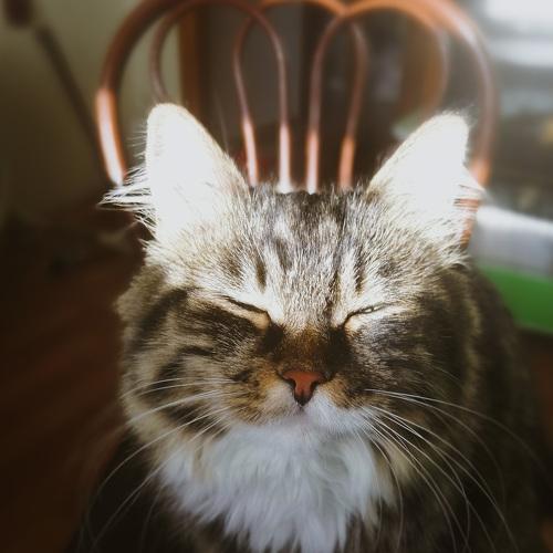 Photo #3576889