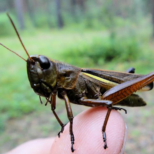 Photo #3576925