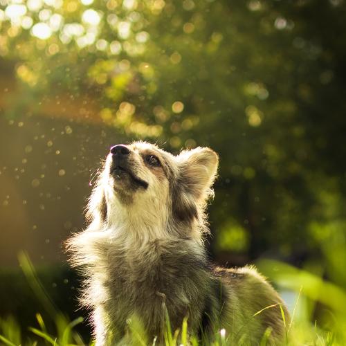 Dog