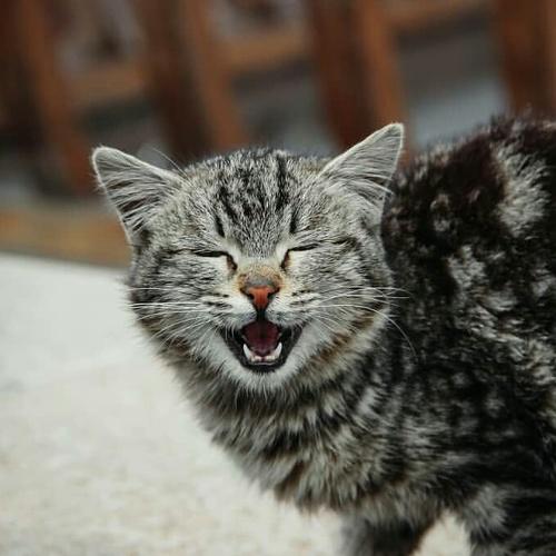 Photo #3578440