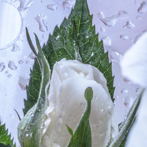 Photo #3578571