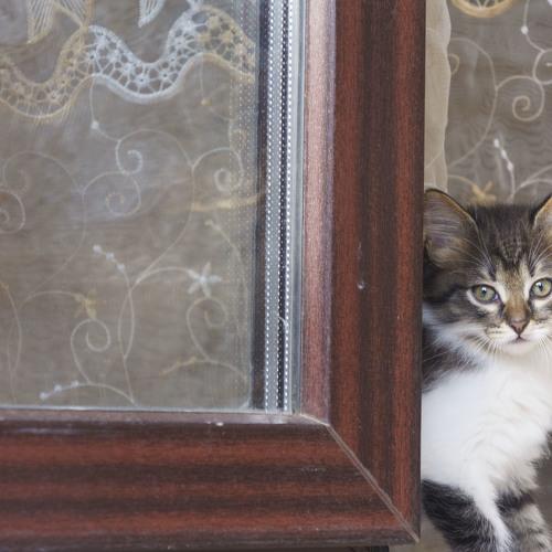 Photo #3578586