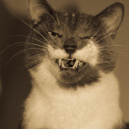 Photo #3578595
