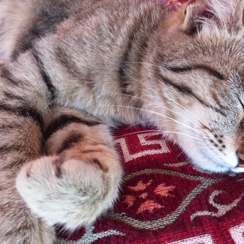 Photo #3579259