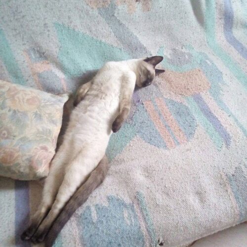 Um gato estranho