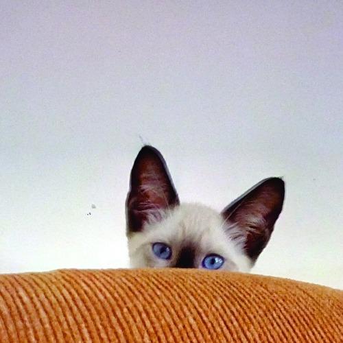 gatinho escondido