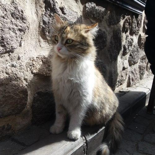 Photo #3579609