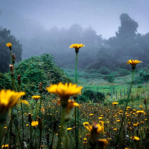 mysterious landscape