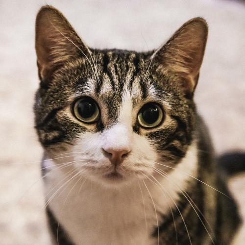 Photo #3580226