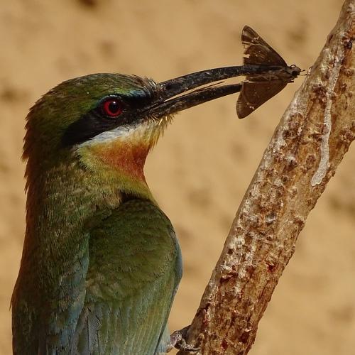 Photo #3580847