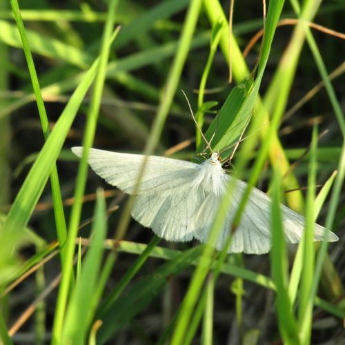 Photo #3581460