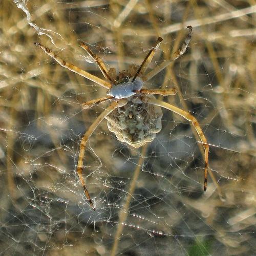 Photo #3582019