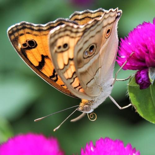 Photo #3582190