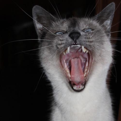 Photo #3582682