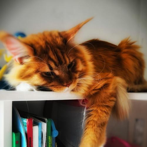 Photo #3582685