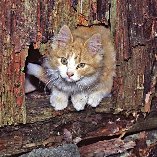 Curious