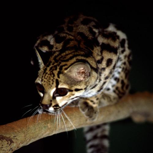 Wild cat maracaja