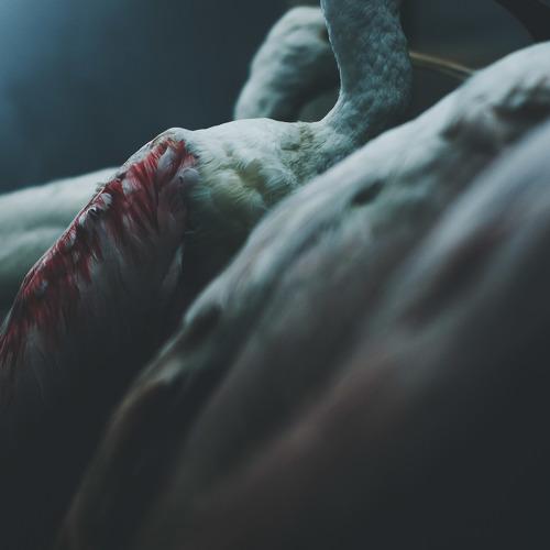 Photo #3583182